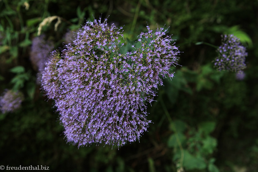 blühender Strauch am Lagoa da Furnas