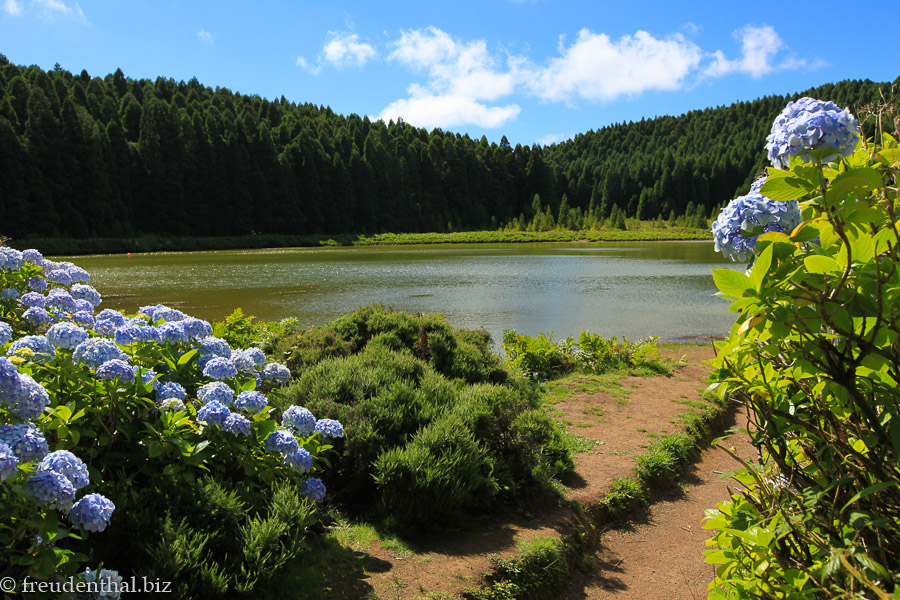 Idylle aus Hortensien, Wald und Lagoa Canario