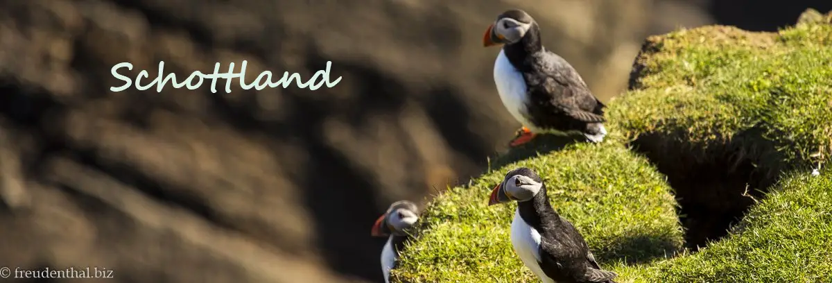 Reisebericht Shetland Inseln mit Puffins