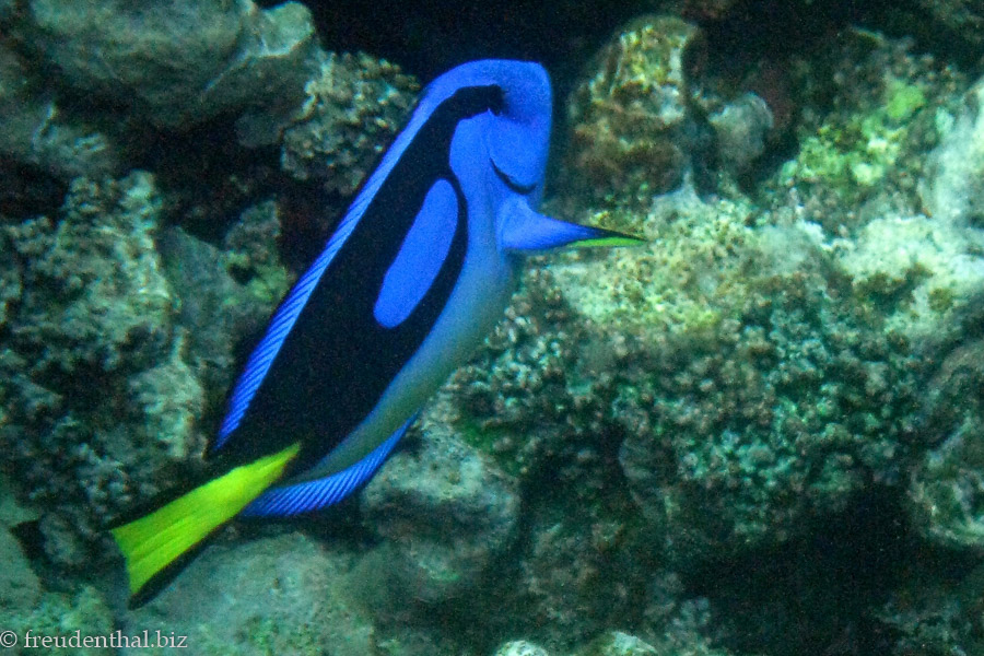 Paletten-Doktorfisch (Paracanthurus hepatus)