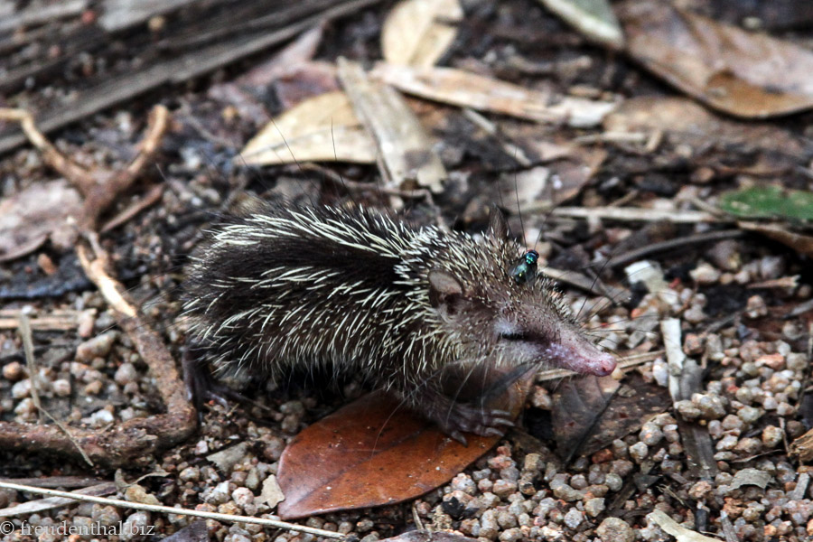 Tenrec (Tenrec ecaudatus) im Vallée de Mai