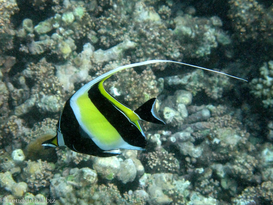 Halfterfisch (Zanclus cornutus)