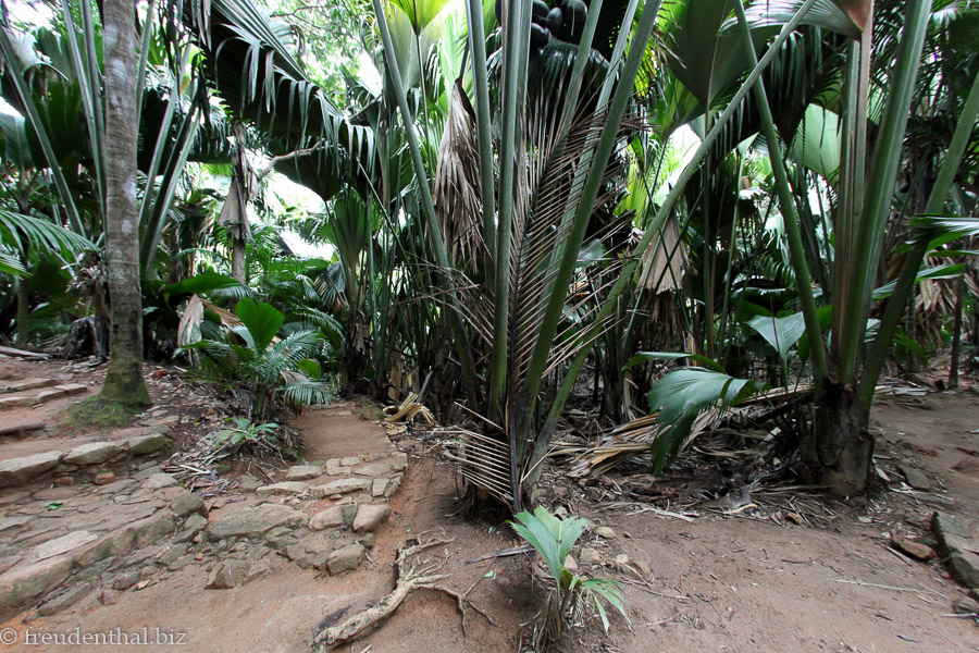 Abzweigung vom Zentralweg auf den südlichen Rundgang