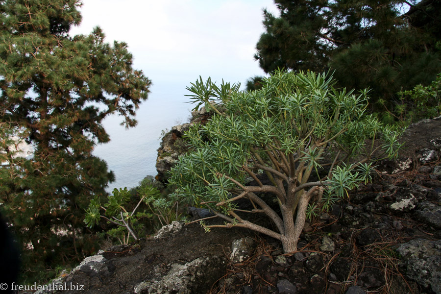 Wolfsmilchgewächse am Hang zwischen Garachico und San Juan del Reparo
