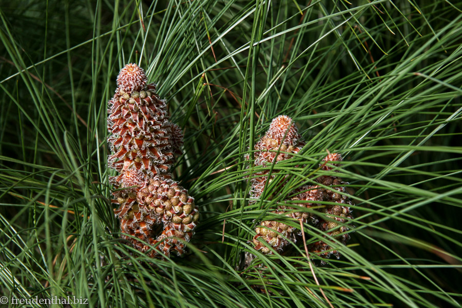 Blick in eine der Pinien