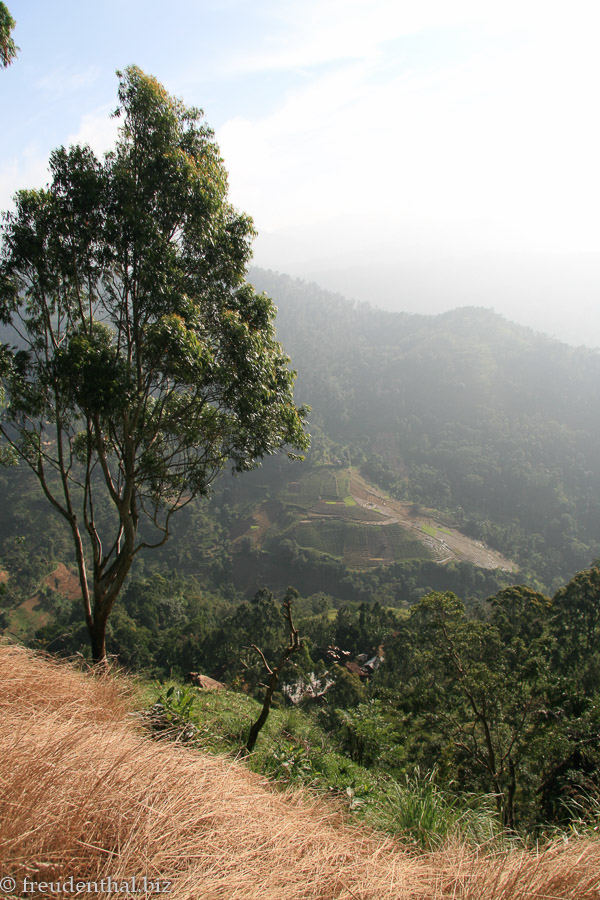Hänge mit Gemüseanbau