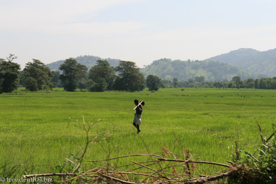 und noch ein Reisfeld