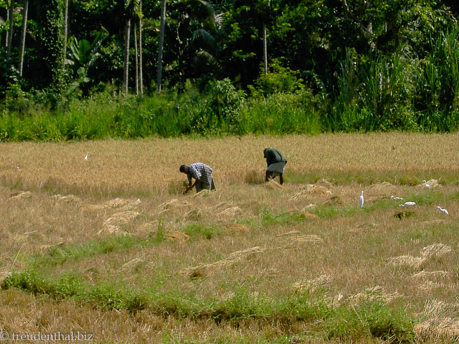 Reisernte in Sri Lanka