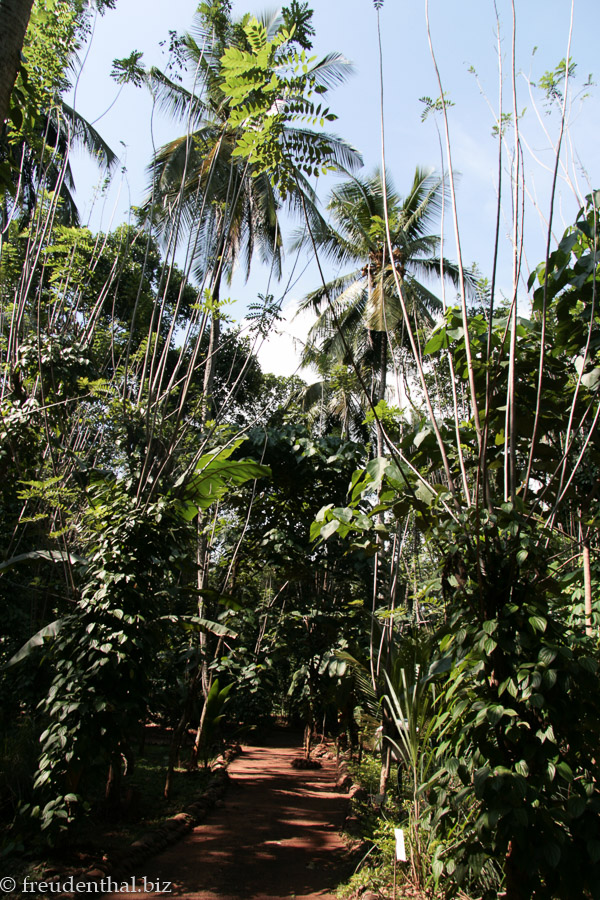 Old Village Spice Garden