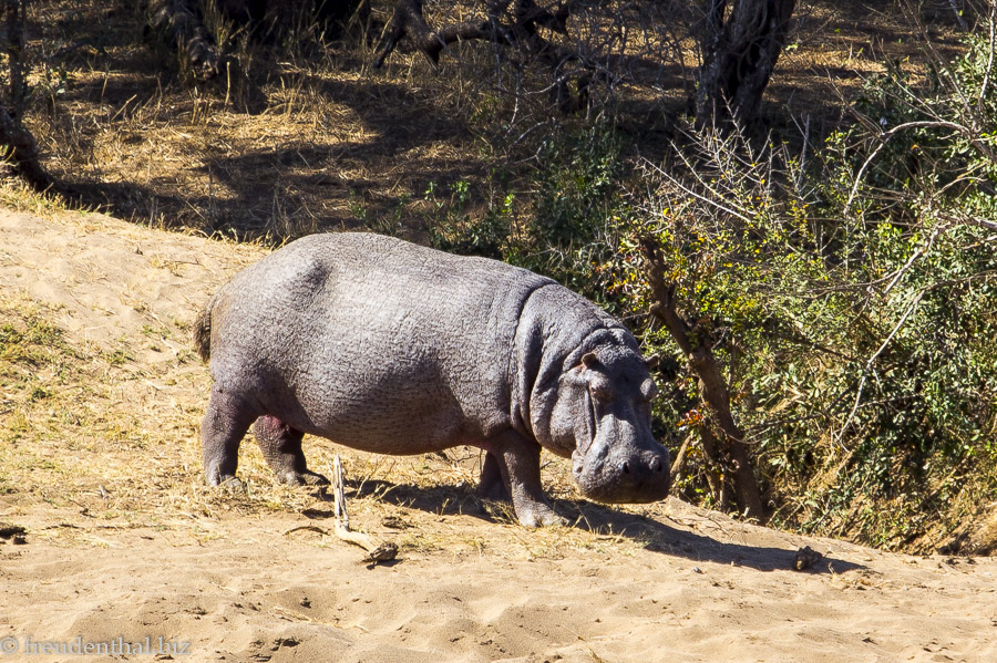 Flusspferd beim Shingwedzi-Fluss