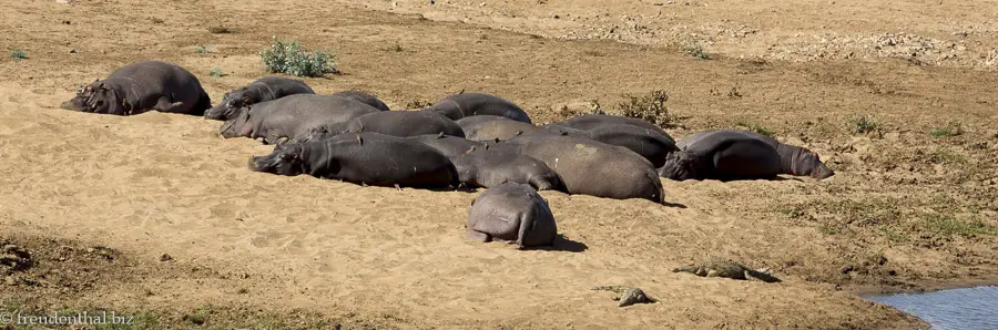 Nilpferde beim Shingwedzi Camp