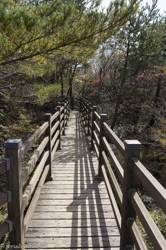 Steg durch das 1100 Altitude Wetland
