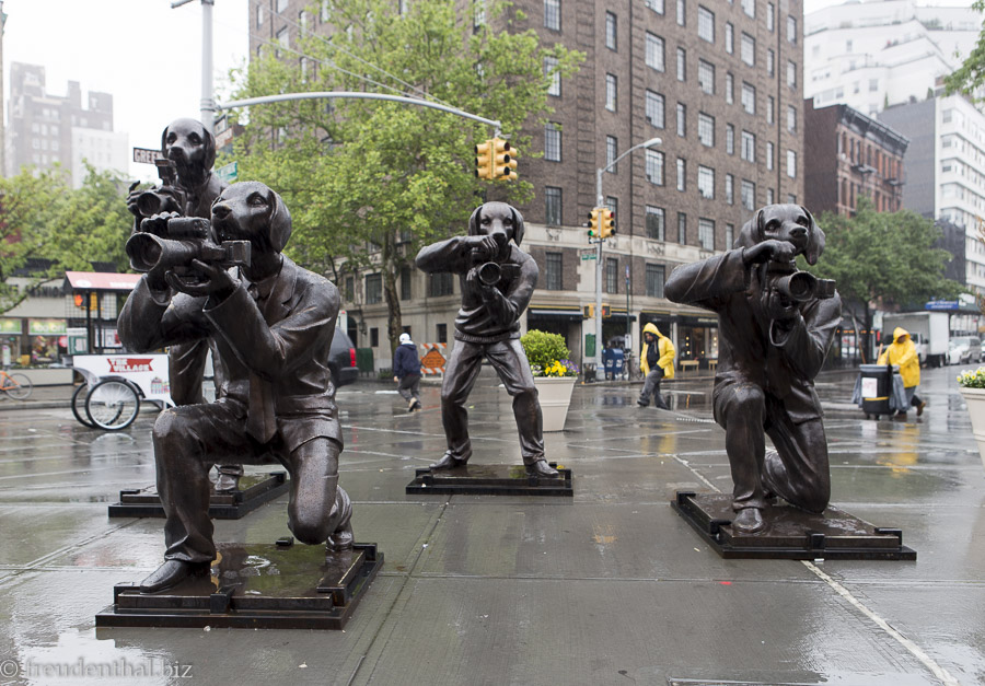 Paparazzi-Dogs in New York