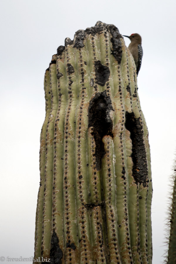 Specht auf einem Saguaro Kaktus