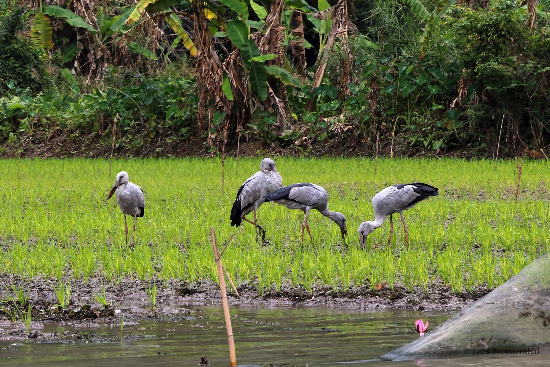 Silberklaffschnabel am Ufer des Flusses Ngoạ Đồng, Ninh Binh, Vietnam