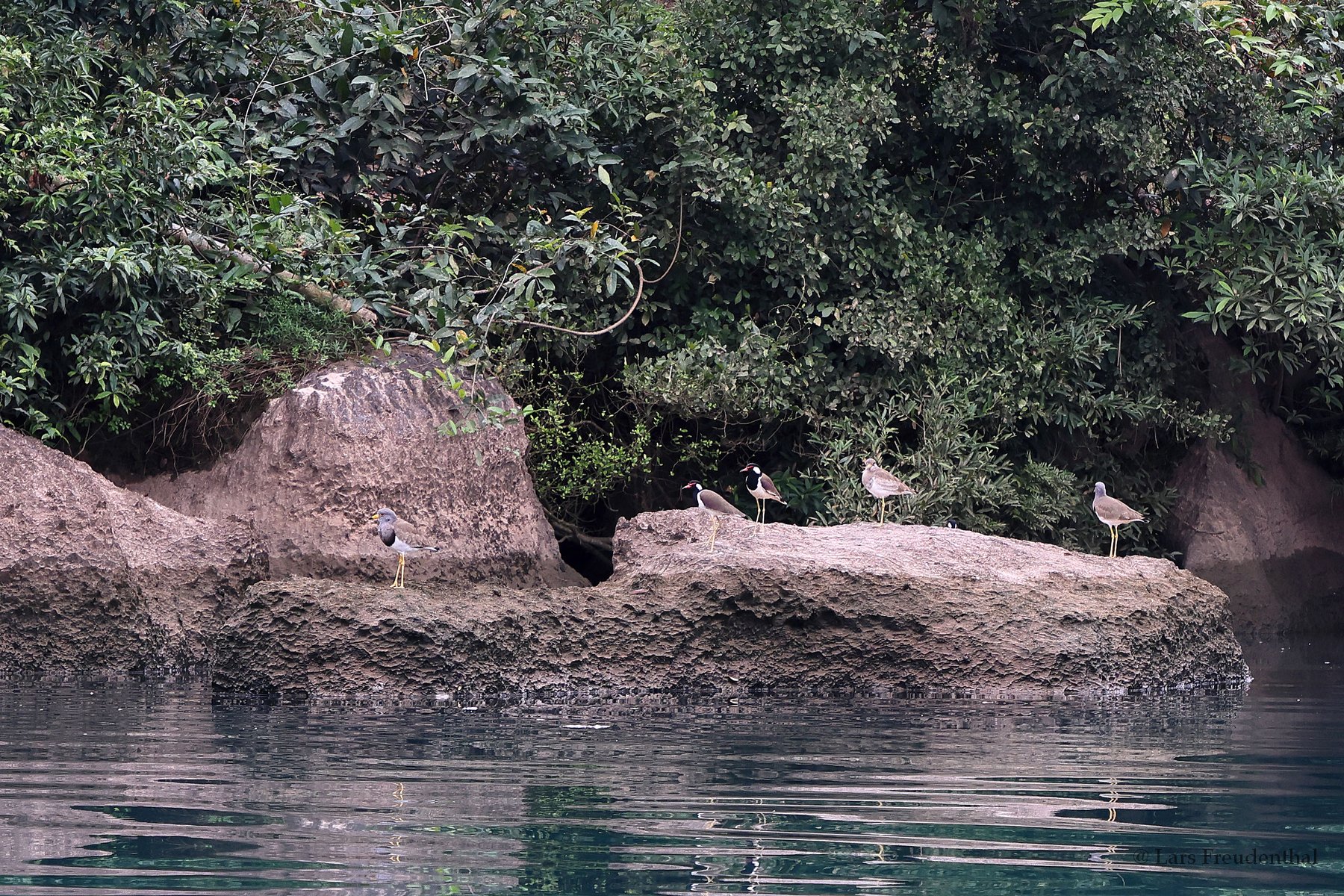 Kiebitze am Ufer des Sông Chày im Phong Nha-Nationalpark, Vietnam