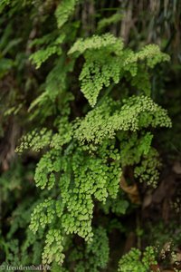 Frauenhaarfarn (Adiantum capillus-veneris)