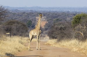 eine Giraffe auf der Straße in Südafrika
