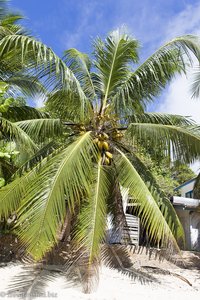 Palme beim Crown Beach Hotel auf Mahé