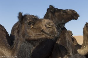 bei den schwarzen Kamelen der Jebali-Hirten im Oman