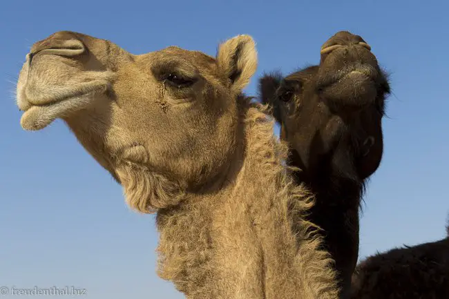braunes und schwarzes Kamel im Oman