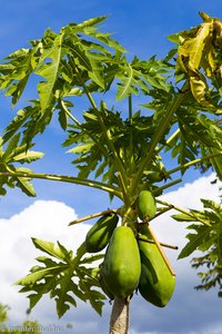 zwischen den Weinreben wachsen Papaya-Bäume