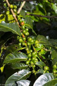 Kaffeebohnen am Kaffeestrauch der Sorte Arabica.