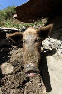 Schwein bei Gongon auf den Kapverden