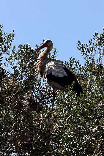 Klapperstorch bei Chella