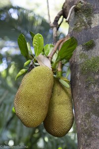 Jackfrüchte im Jardin des Parfums et des Epices