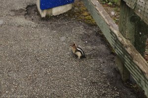 Streifenhörnchen beim Peyto Lake