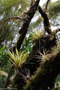 Bromelien auf der Karibikinsel Tobago