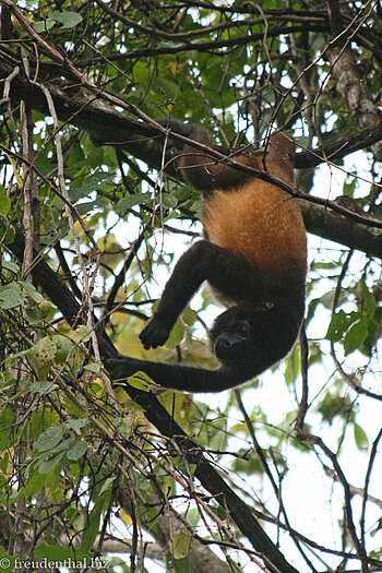 Mantelbrüllaffe (Alouatta palliata)