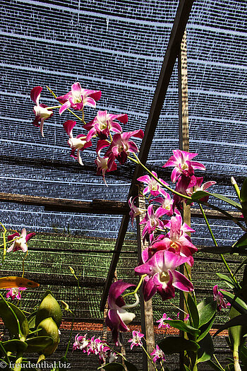 Orchideengarten auf dem Weg zu den Schwimmenden Märkten in Thailand