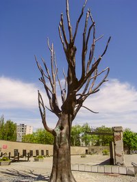 toter Baum, der den Zweiten Weltkrieg überstanden hatte
