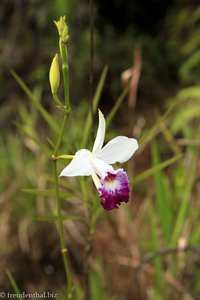Orchidee in Sarawak