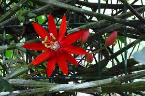 Eine blühende Maracuja im Schmetterlingsgarten