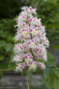 Kastanienblüte beim Weingut Milestii Mici in Moldawien