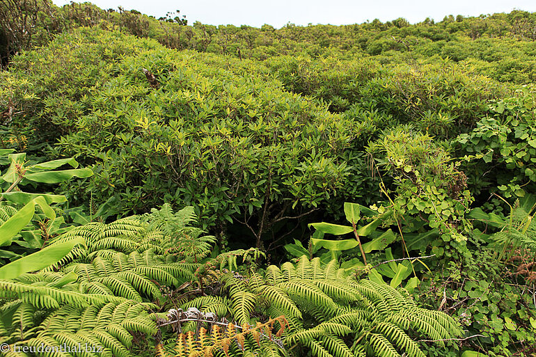 Wald unterhalb des Cabeco Verde auf Faial