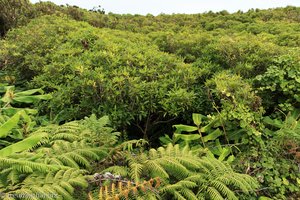 Wald unterhalb des Cabeco Verde auf Faial