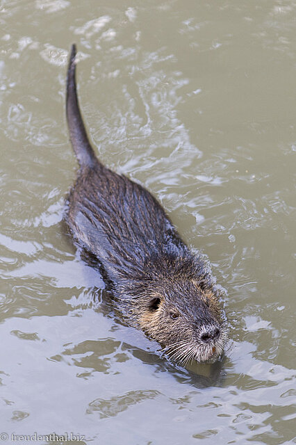 Nutria