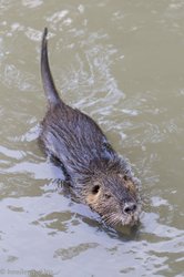 Nutria