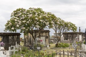 Frangipani auf dem Cimetière Marin