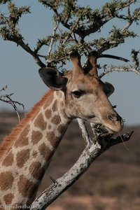 Giraffe nahe der Epako Safari Lodge
