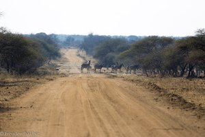 Zebras im Reserve Shona Langa