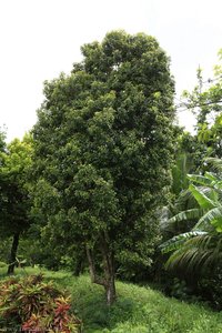 Nelkengewürzbaum