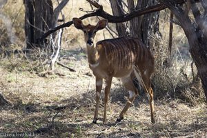 ein junges Njala im Shona Langa Resort