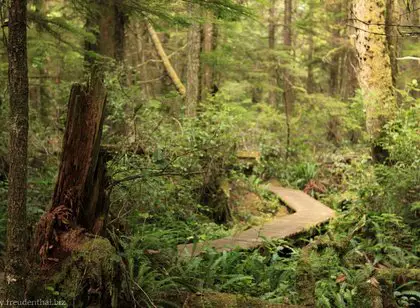 Rain Forest Trail | Pacific Rim