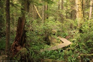 Rainforest Trail im Pacific Rim Nationalpark
