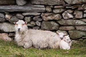 Schafe auf Unst - Shetland-Inseln - Schottland